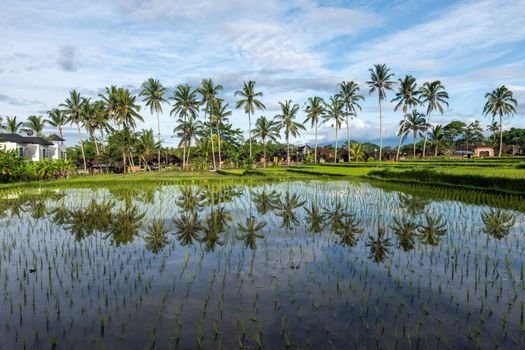 Experience the serene beauty of Bali's rice paddies with palm tree reflections under a blue sky.