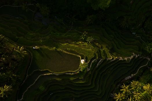 Stunning aerial view of lush green rice terraces in Bali at sunset.