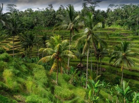 Explore lush rice terraces surrounded by palm trees in scenic Bali, Indonesia.