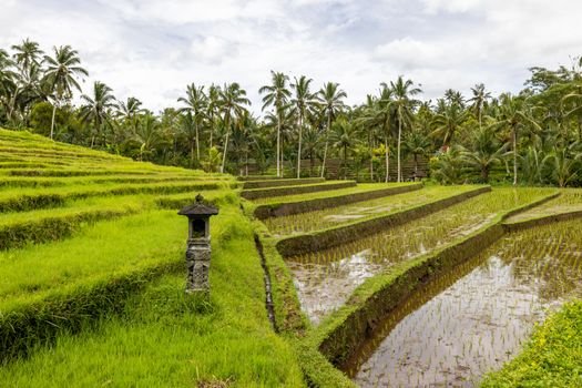 Scenic view of lush terraced rice fields surrounded by palm trees and greenery.