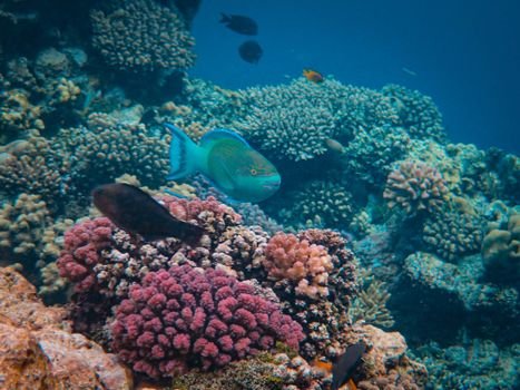 Vibrant coral reef teeming with tropical fish in crystal clear waters.