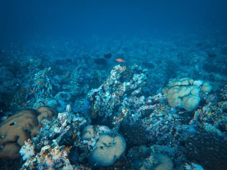 Colorful coral reef teeming with marine life, showcasing natural underwater beauty.