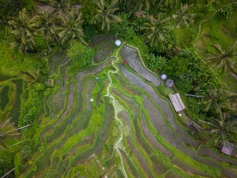 A breathtaking aerial view of lush green rice terraces in Bali, Indonesia.