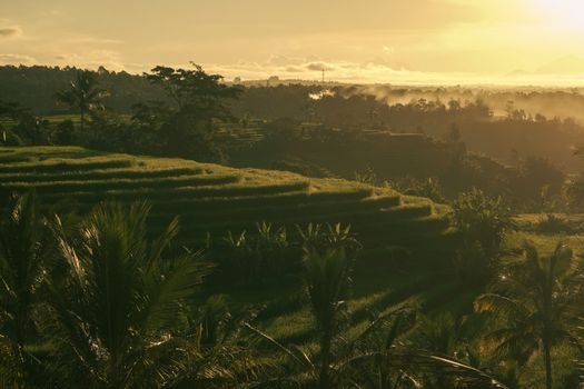 Scenic view of Bali rice terraces bathed in golden sunrise light.