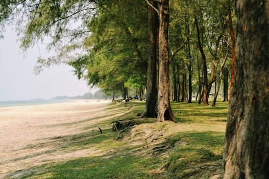 A tranquil scene of a beach lined with lush trees, offering a peaceful escape in Malaysia.