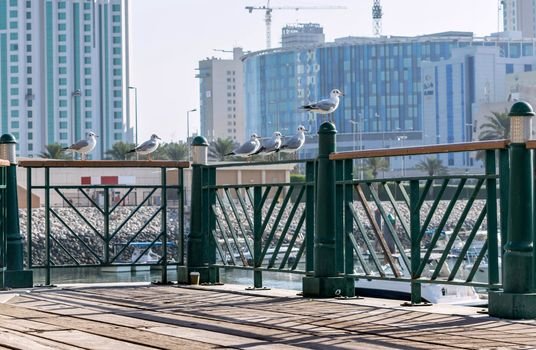 Seagulls on a dock railing with modern cityscape in the background during daytime.