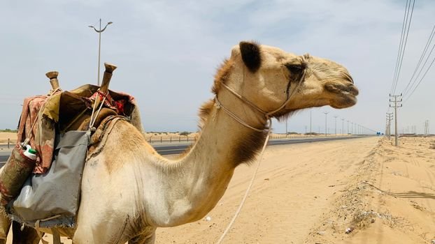 Camel carrying load beside a desert road under a clear sky, showcasing arid landscape.